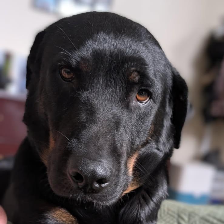 Enlarge Lauryn, a Adoptable mixed breed in Bentonville, AR image 5/6