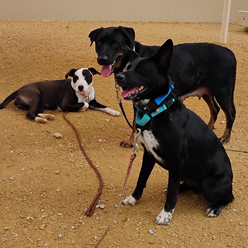 Enlarge Lauryn, a Adoptable mixed breed in Bentonville, AR image 6/6