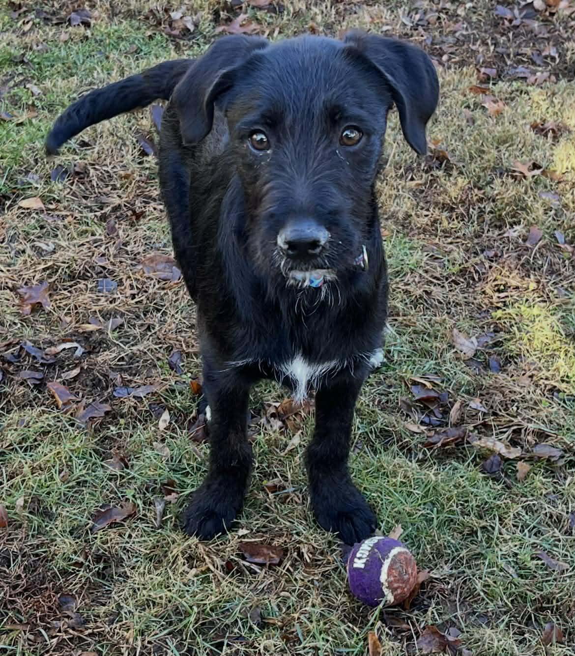 LUMIN, Adoptable, Young Male Labrador Retriever & Standard Poodle.