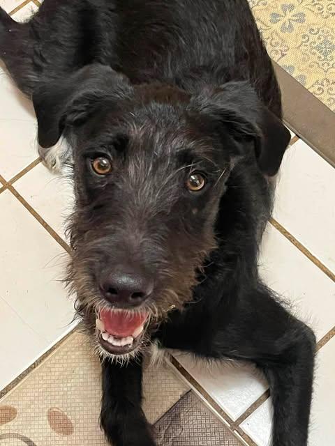 LUMIN, Adoptable, Young Male Labrador Retriever & Standard Poodle.