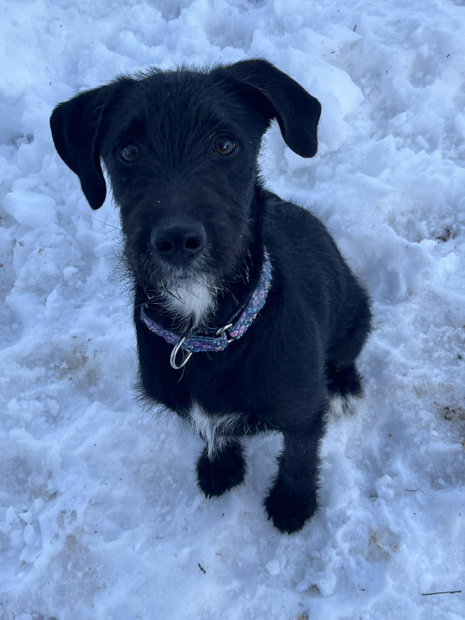 Enlarge LUMIN, a Adoptable mixed breed in Pomfret Center, CT image 1/3