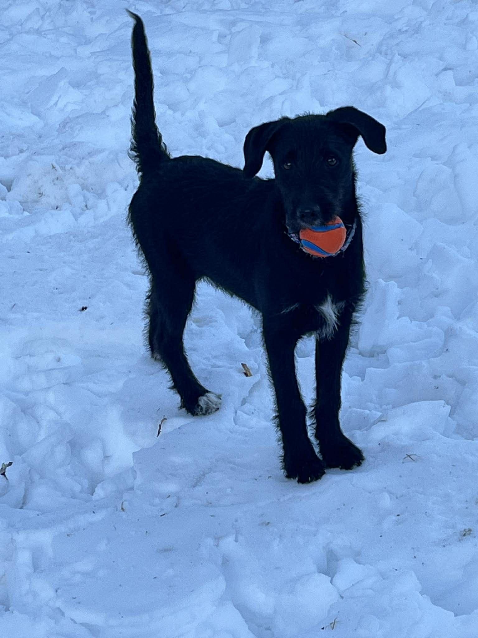 Enlarge LUMIN, a Adoptable mixed breed in Pomfret Center, CT image 2/3