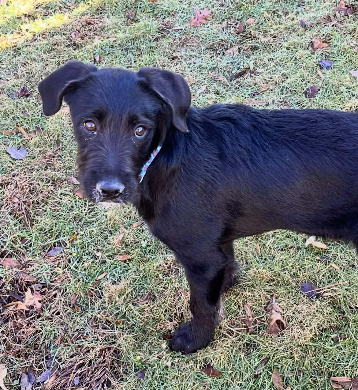 Enlarge LUMIN, a Adoptable mixed breed in Pomfret Center, CT image 2/3