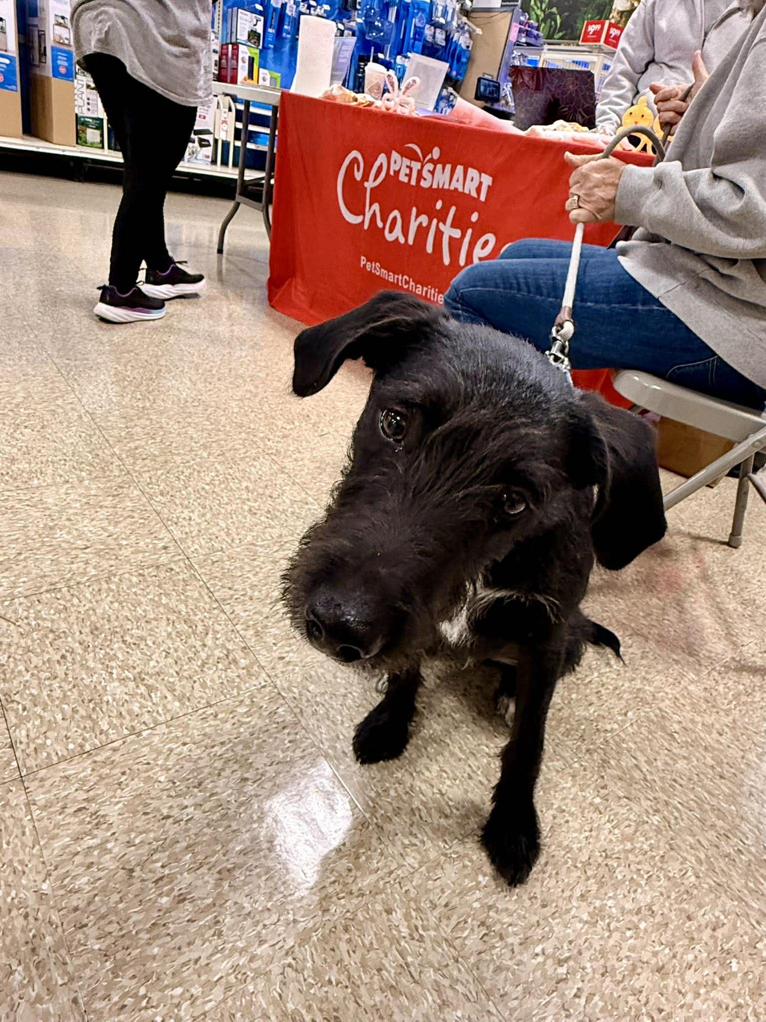 Enlarge LUMIN, a Adoptable mixed breed in Pomfret Center, CT image 2/3