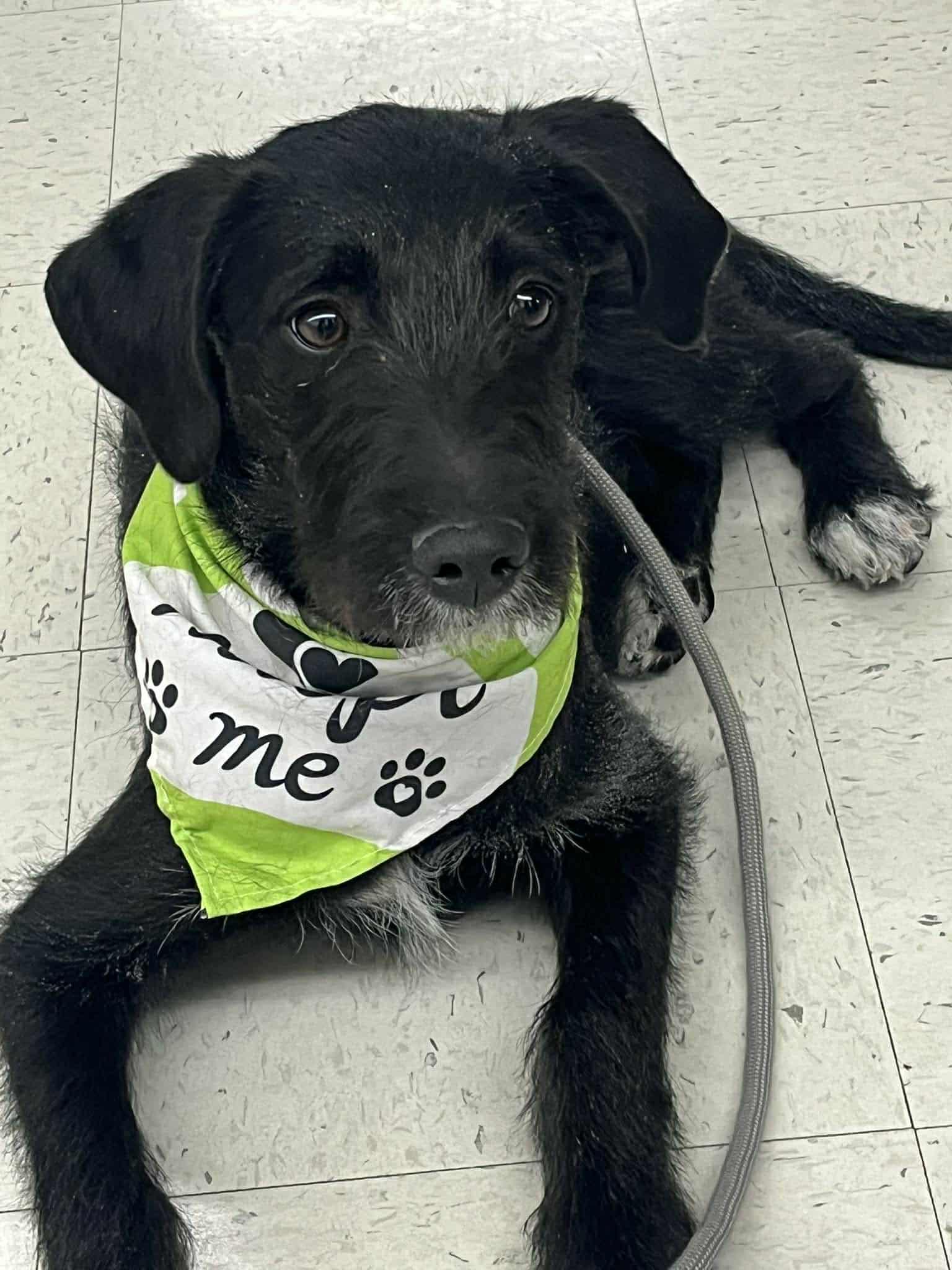 Enlarge LUMIN, a Adoptable mixed breed in Pomfret Center, CT image 3/3