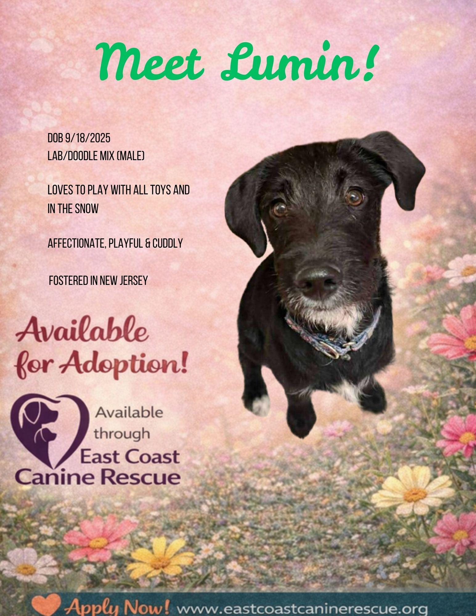 Enlarge LUMIN, a Adoptable mixed breed in Pomfret Center, CT image 3/3