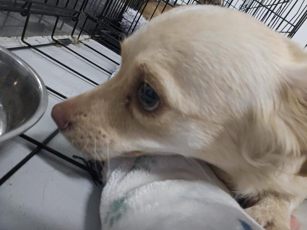 Cali #1363, a Adoptable mixed breed image 2/6