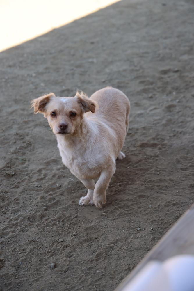Enlarge Cali #1363, a Adoptable mixed breed in Studio City, CA image 3/6