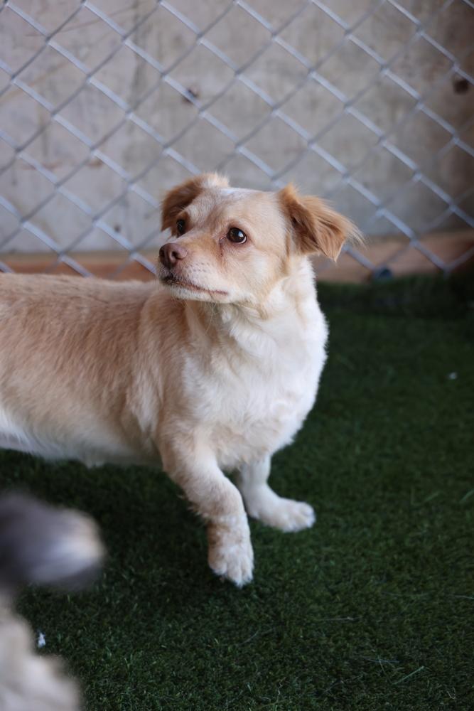 Enlarge Cali #1363, a Adoptable mixed breed in Studio City, CA image 5/6