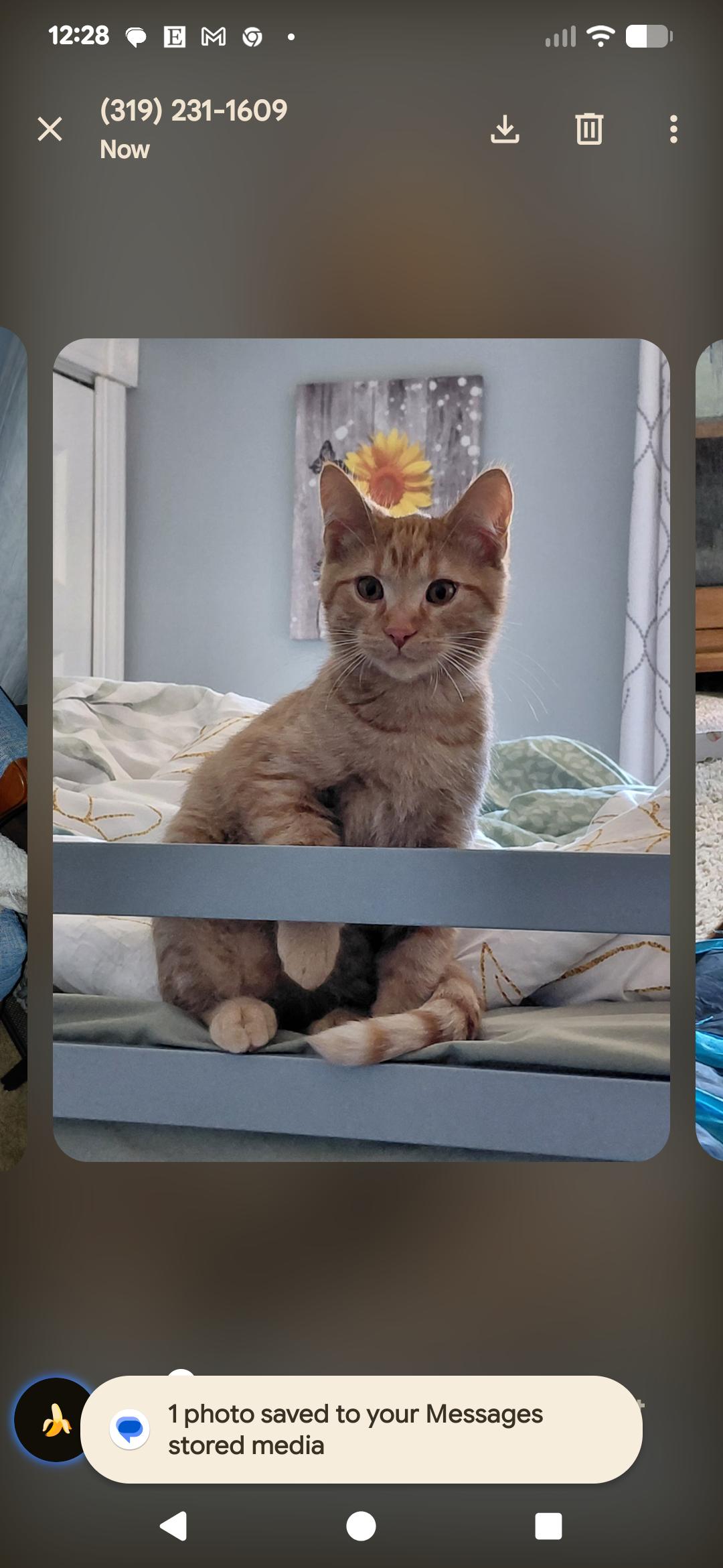 Enlarge Gary, a Adoptable Domestic Short Hair in Waterloo, IA image 1/1