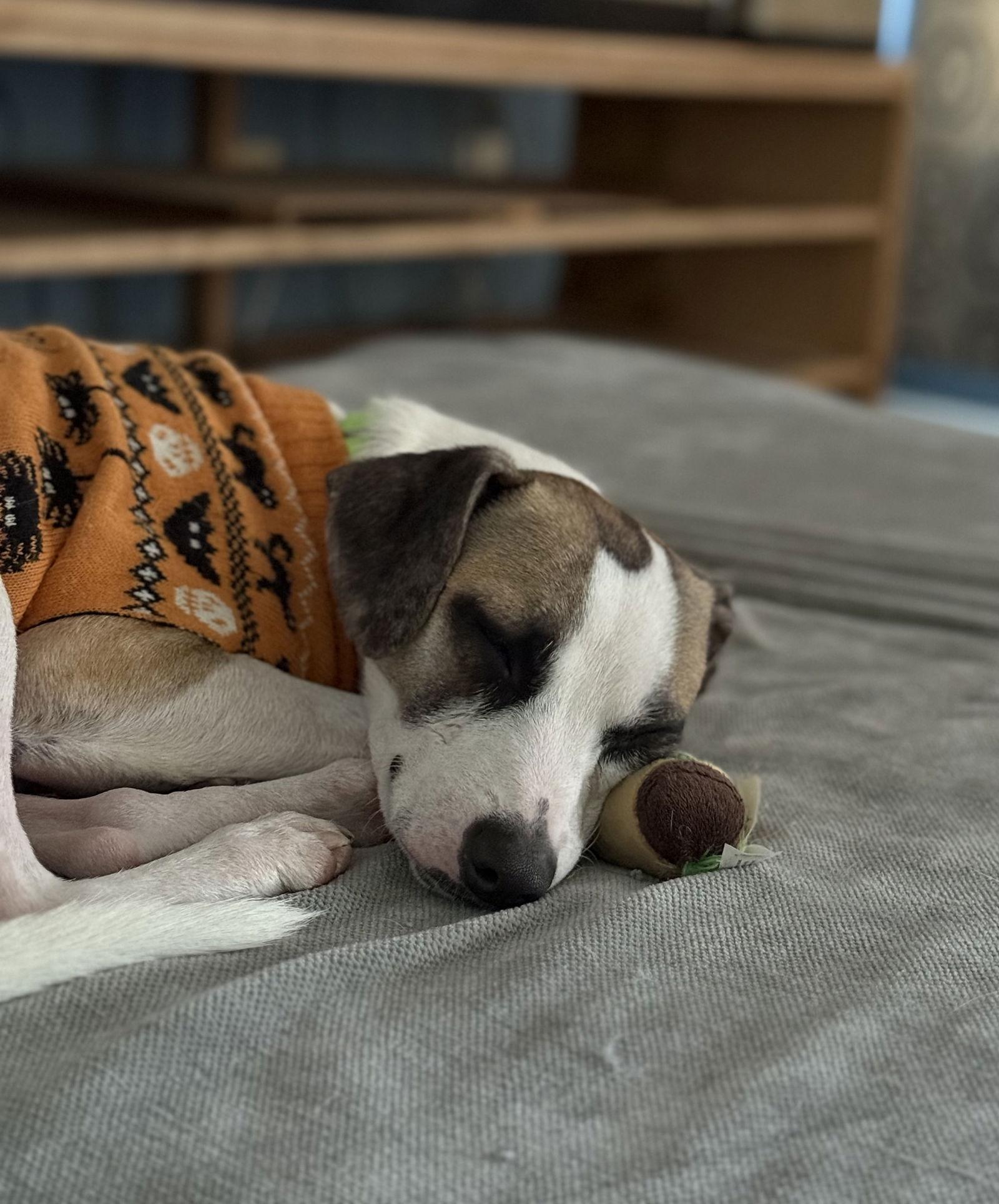 Enlarge Leniel/Otto, a Adoptable mixed breed in Virginia Beach, VA image 1/3