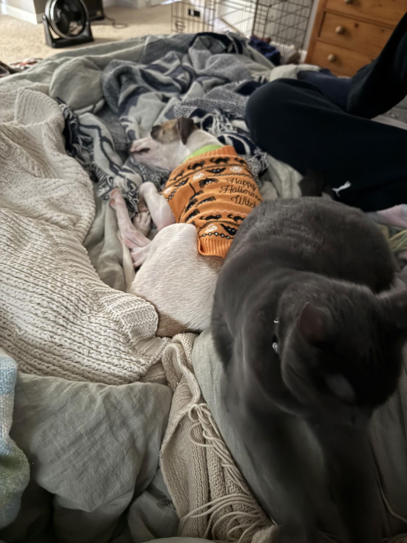 Enlarge Leniel/Otto, a Adoptable mixed breed in Virginia Beach, VA image 2/3