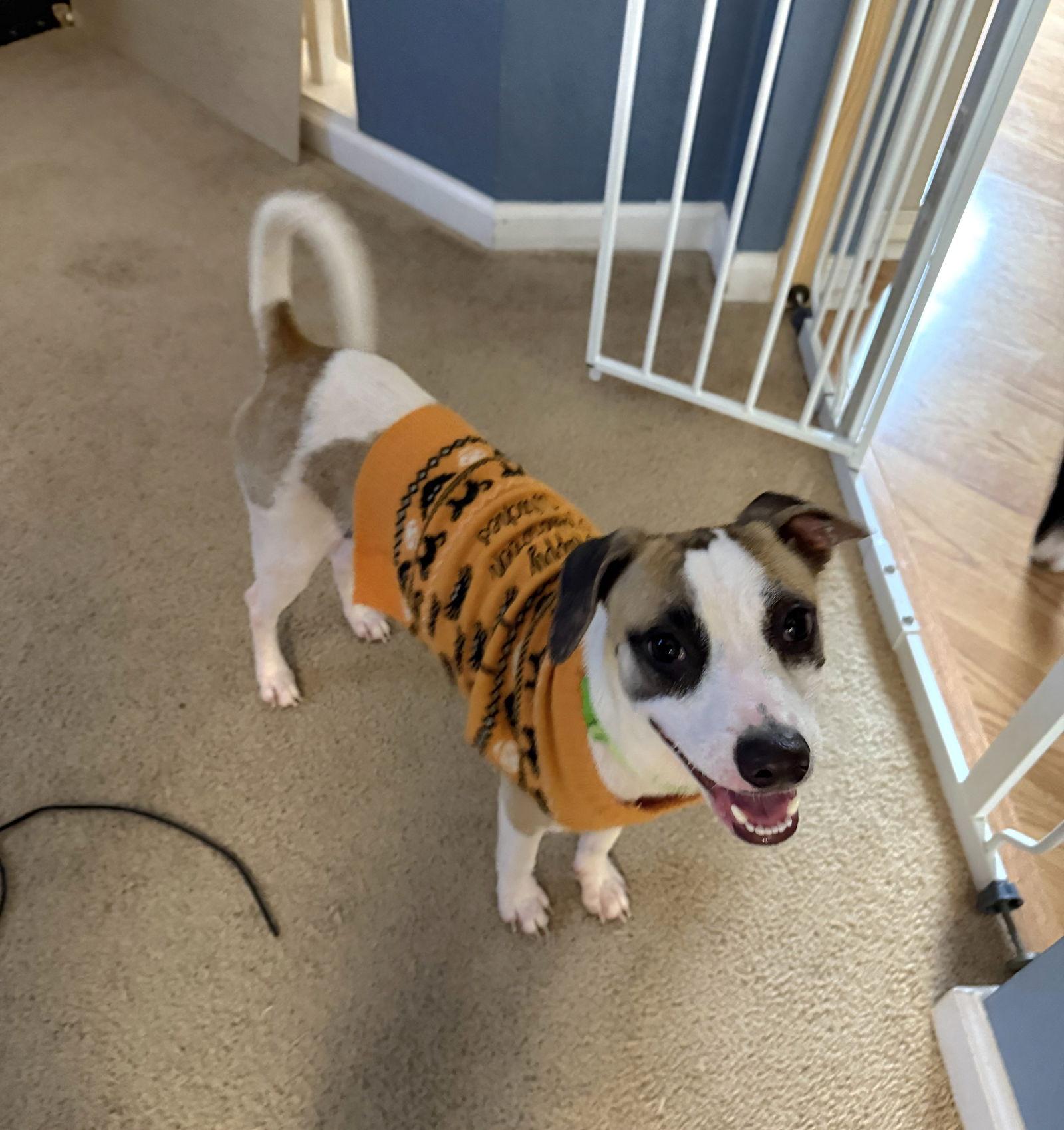 Enlarge Leniel/Otto, a Adoptable mixed breed in Virginia Beach, VA image 3/3