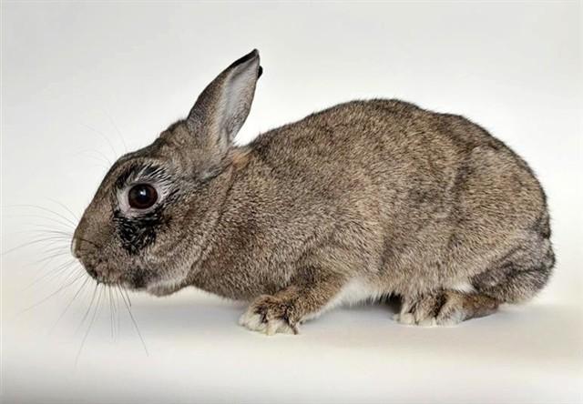 Enlarge BROWNIE, a Adoptable Bunny Rabbit in Saint Louis, MO image 1/1