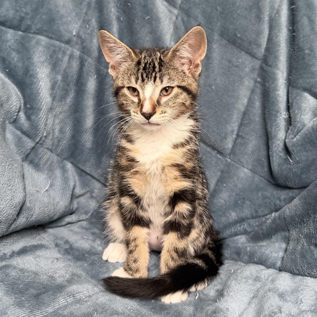 Iggy, Adoptable, Kitten Male Domestic Short Hair.
