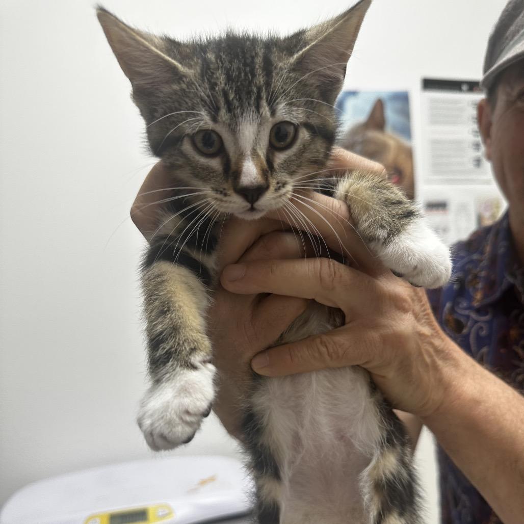 Iggy, a Adoptable Domestic Short Hair in Ashland, OR image 3/3