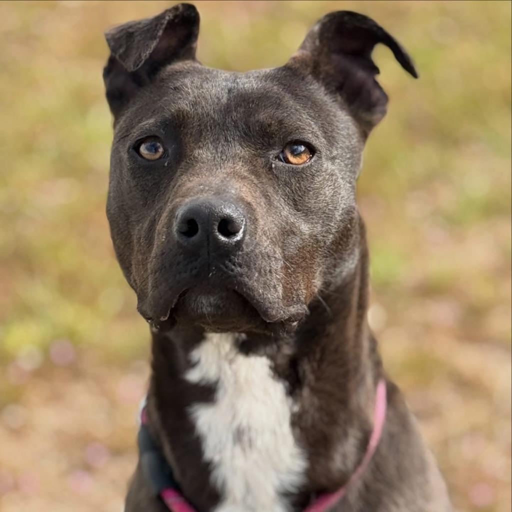 Lola, Adoptable, Young Female Pit Bull Terrier.