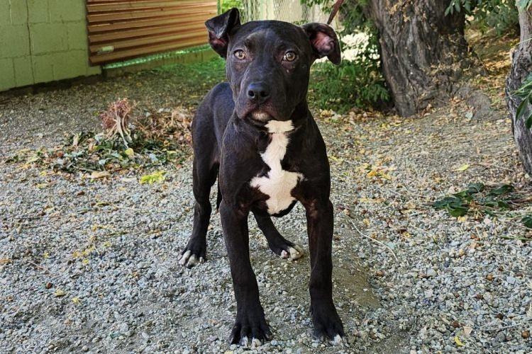 Lola, a Adoptable Pit Bull Terrier in Tehachapi, CA image 2/2