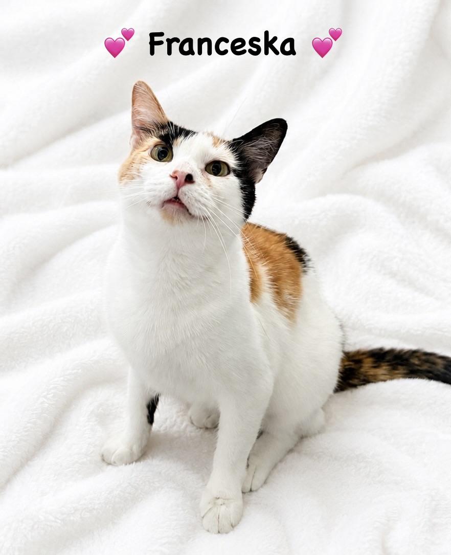 Enlarge Franceska, a ADOPTABLE Calico in Copley, OH image 1/3