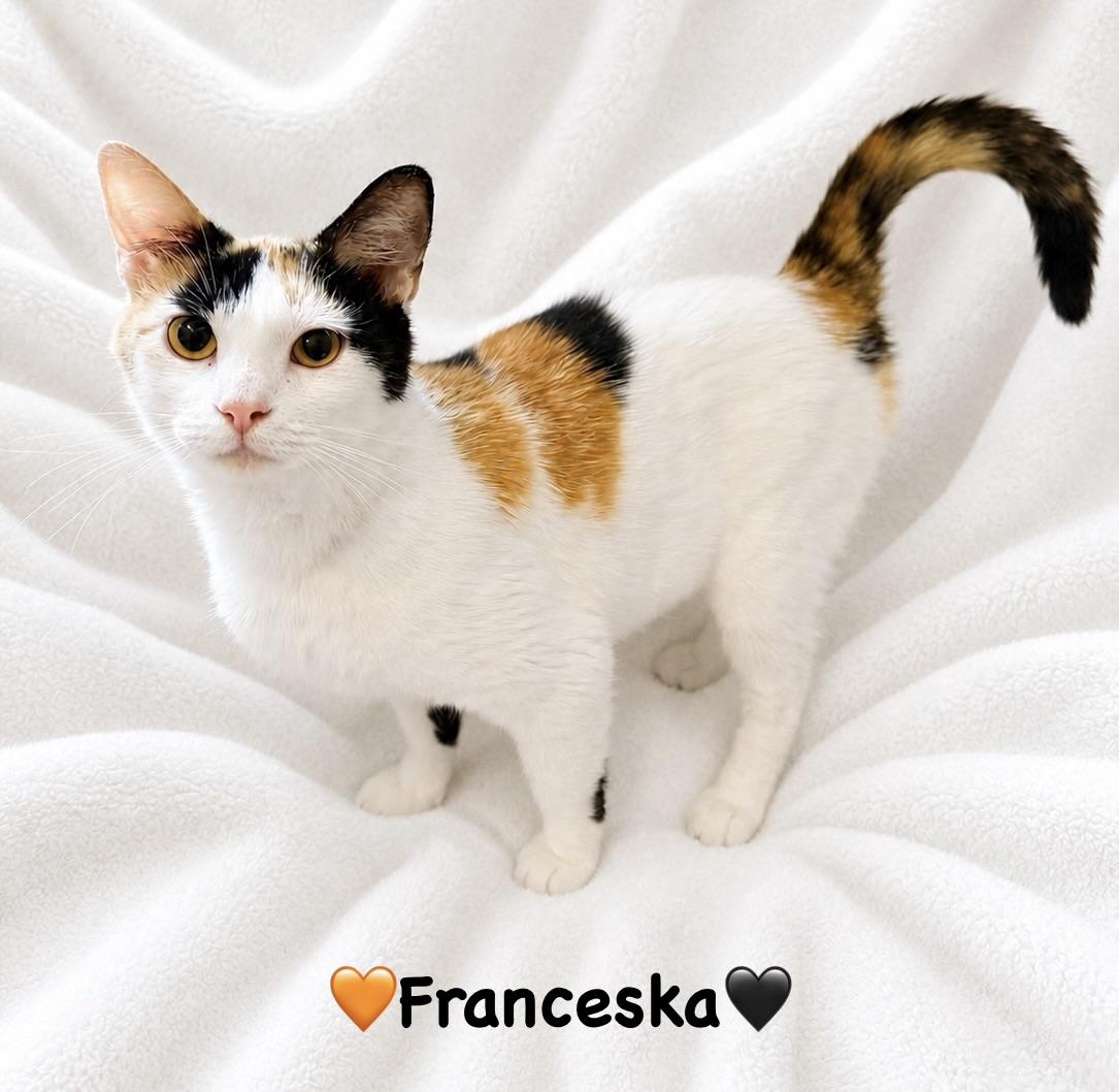 Enlarge Franceska, a ADOPTABLE Calico in Copley, OH image 3/3