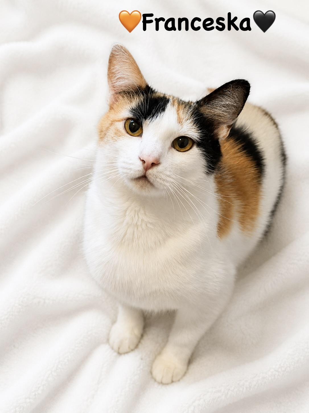 Enlarge Franceska, a ADOPTABLE Calico in Copley, OH image 2/3