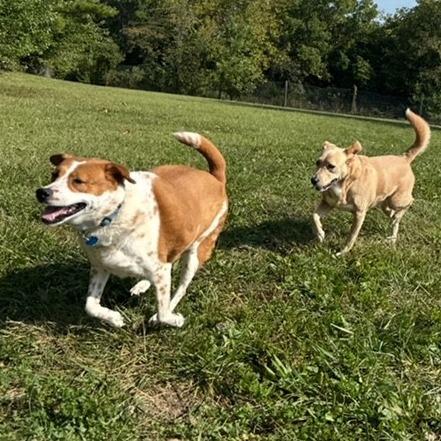 Shelly, Adoptable, Senior Female Cattle Dog & Mixed Breed.
