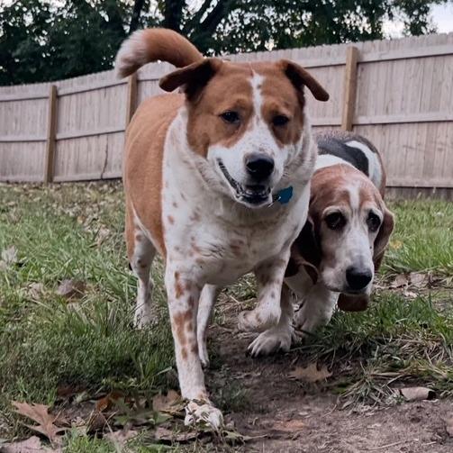 Shelly, a Adoptable mixed breed in Kansas City, MO image 2/6