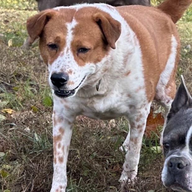 Shelly, a Adoptable mixed breed in Kansas City, MO image 3/6