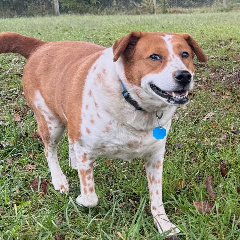 Shelly, a Adoptable mixed breed in Kansas City, MO image 4/6