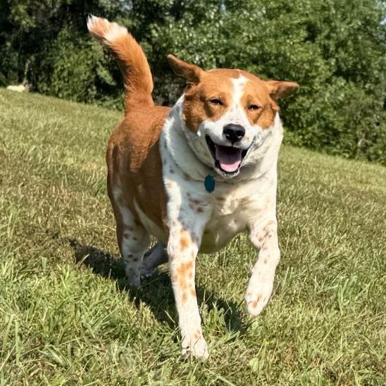 Shelly, a Adoptable mixed breed in Kansas City, MO image 5/6