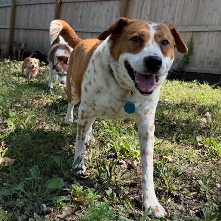 Shelly, a Adoptable mixed breed in Kansas City, MO image 6/6