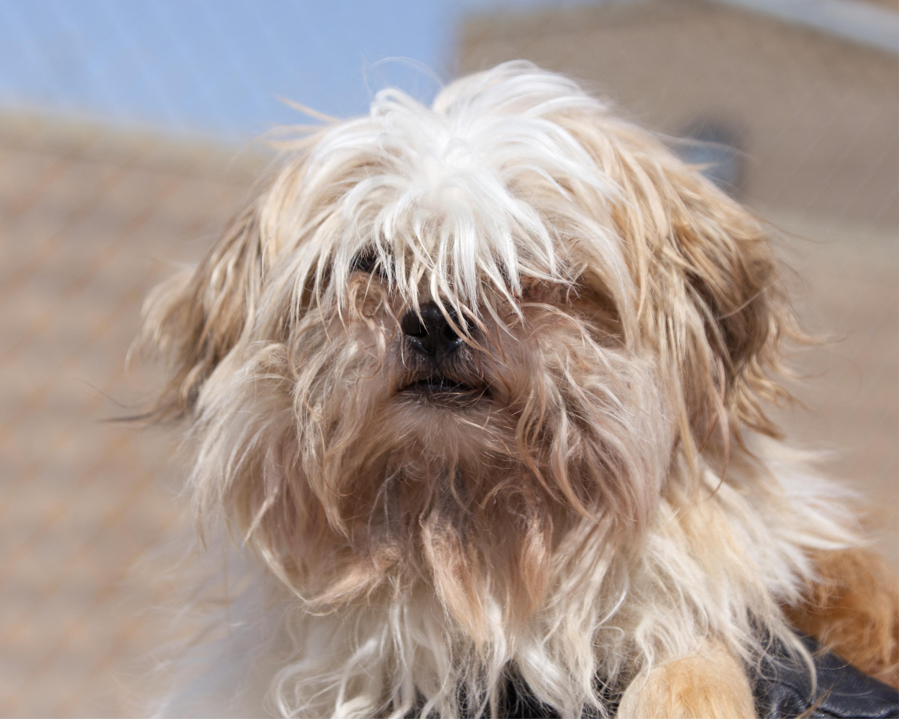 Laguna, an adopted mixed breed in Winnipeg, MB image 2/2