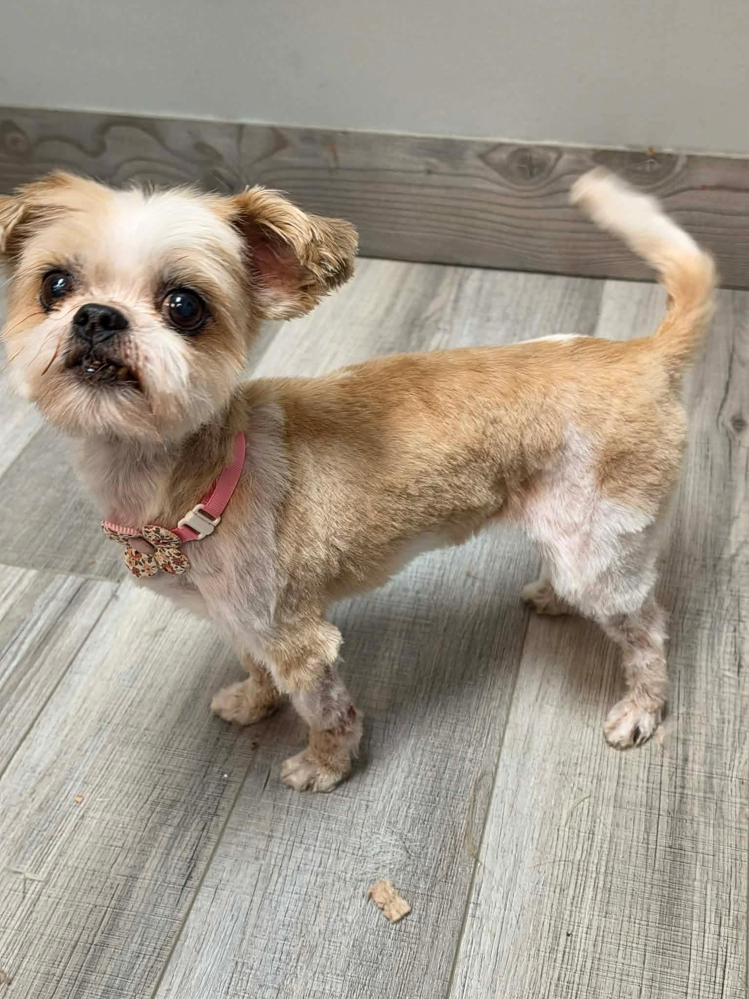 Laguna, adopted, Senior Female Shih Tzu.