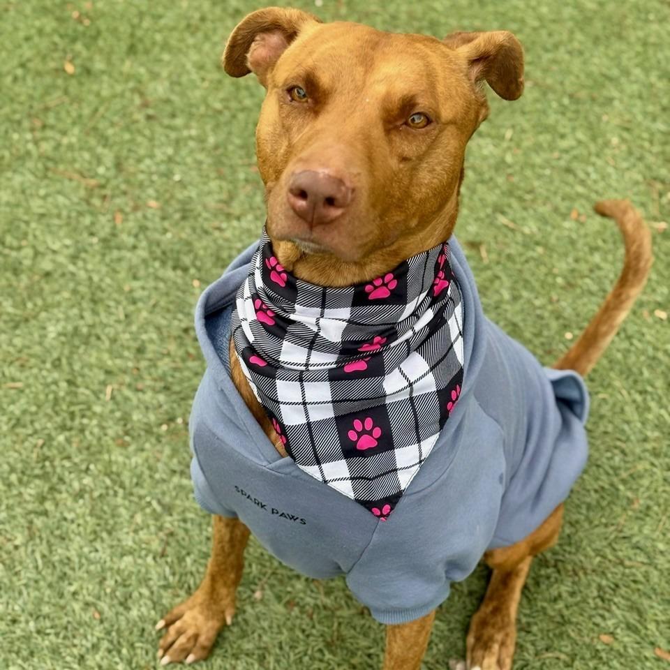 Marcie, Adoptable, Adult Female Rhodesian Ridgeback & Mixed Breed.