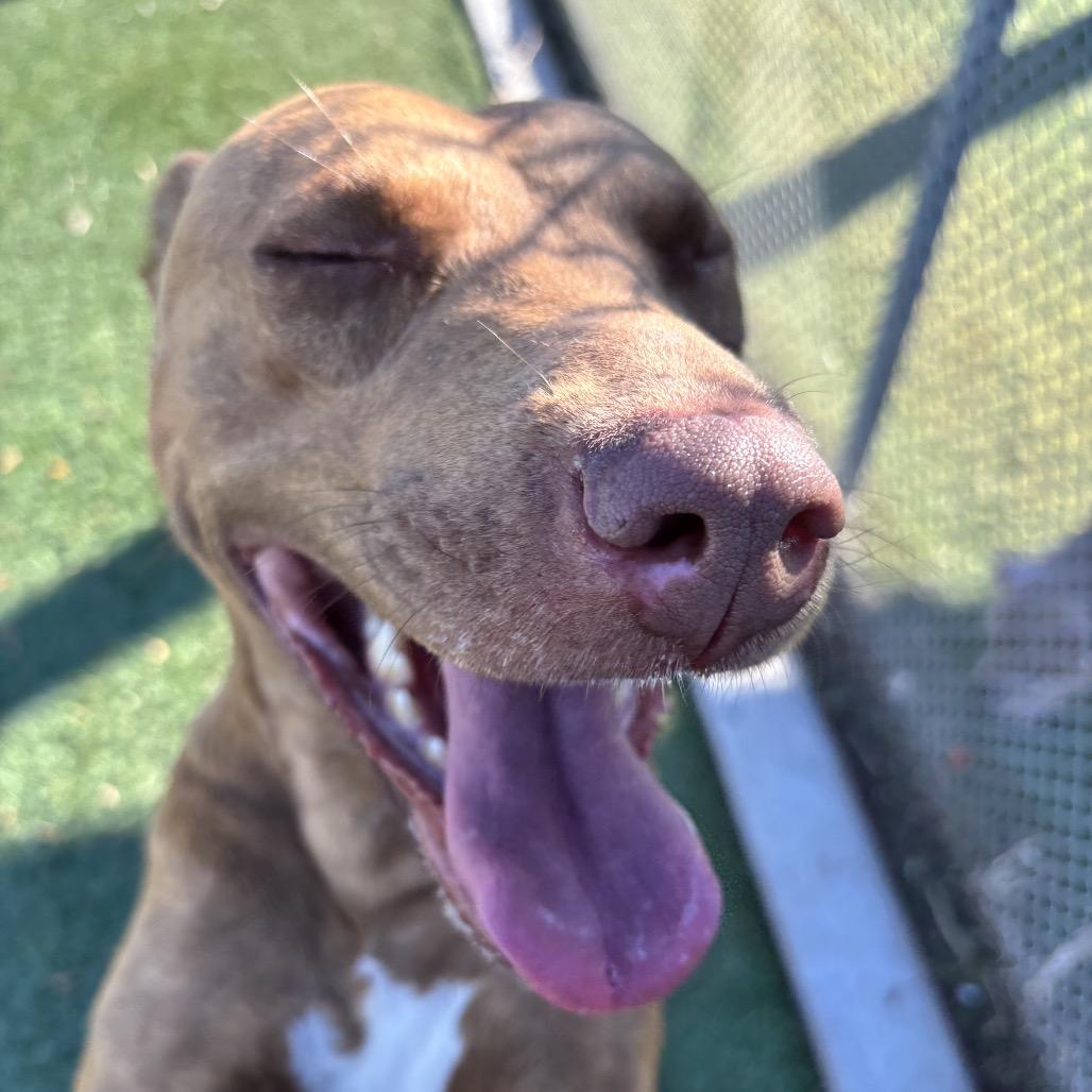 Marcie, Adoptable, Adult Female Rhodesian Ridgeback & Mixed Breed.