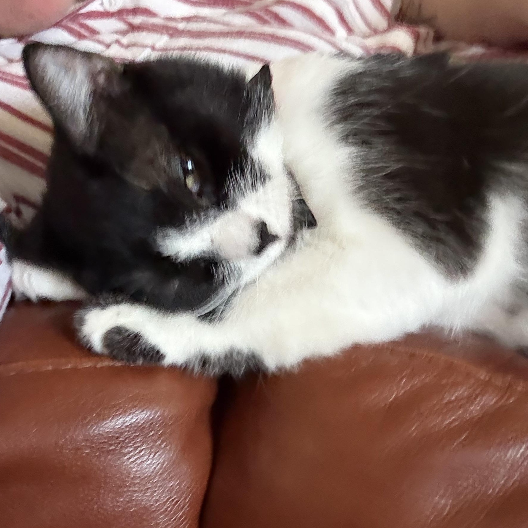 Enlarge Misty, a Adoptable Tuxedo in San Francisco, CA image 3/6