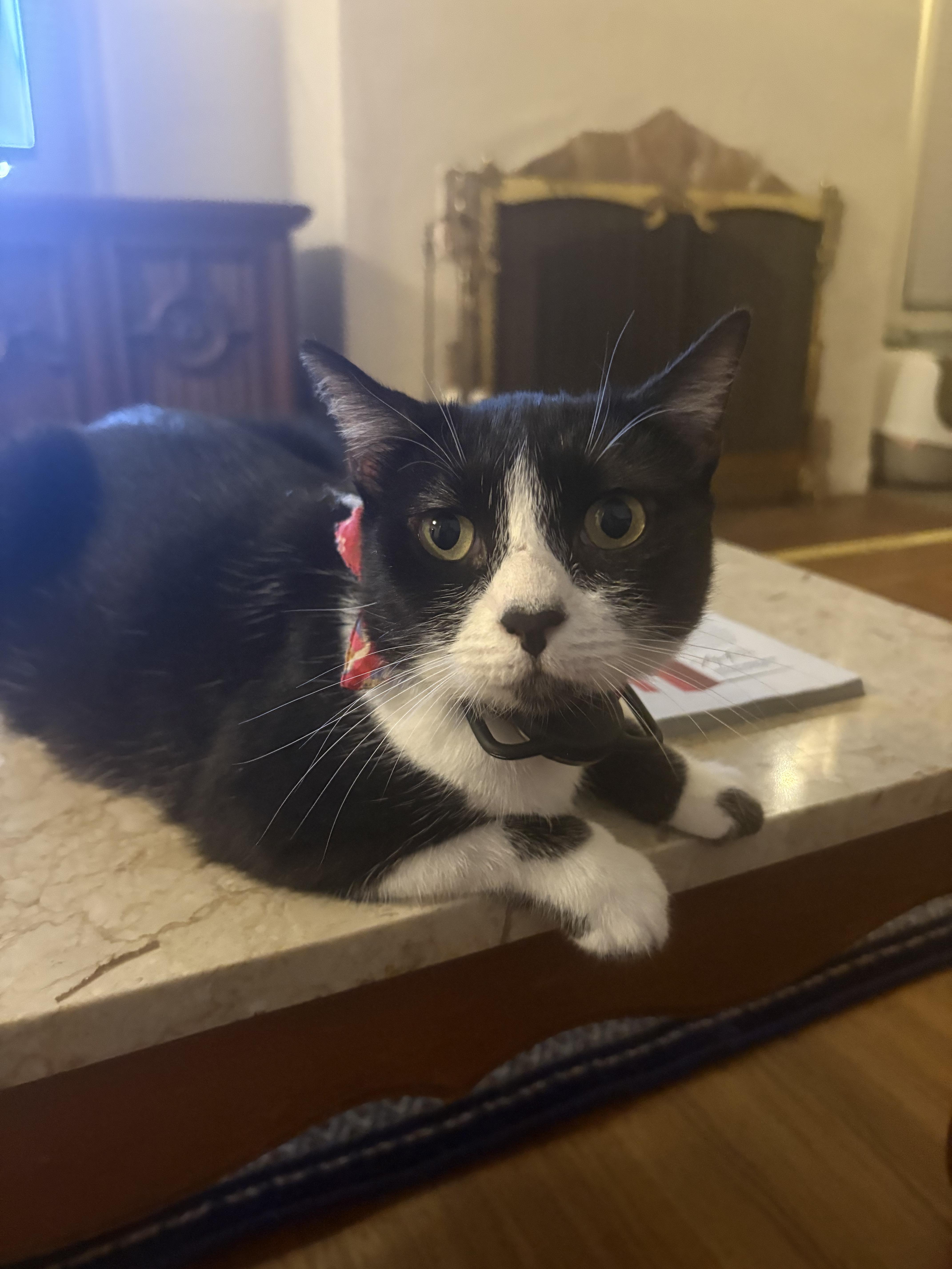 Enlarge Misty, a Adoptable Tuxedo in San Francisco, CA image 6/6