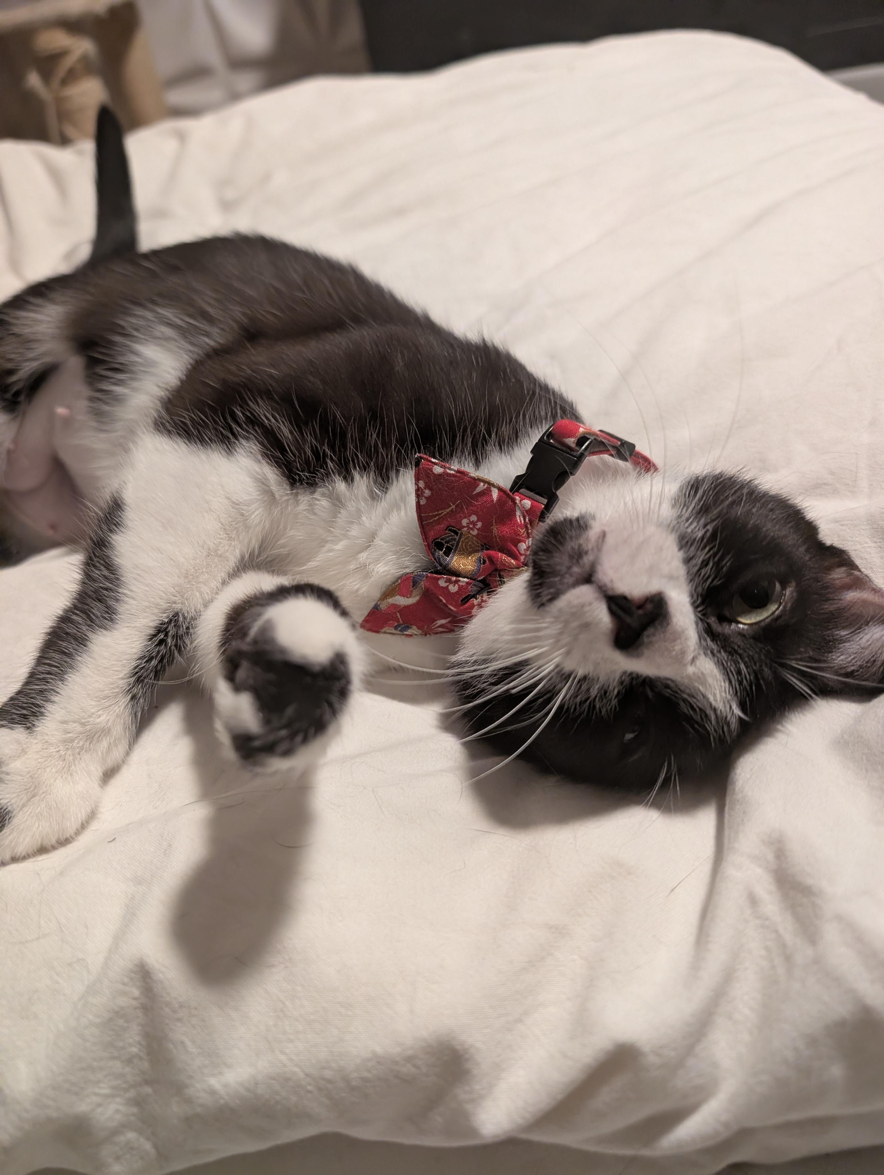 Enlarge Misty, a ADOPTABLE Tuxedo in San Francisco, CA image 3/4
