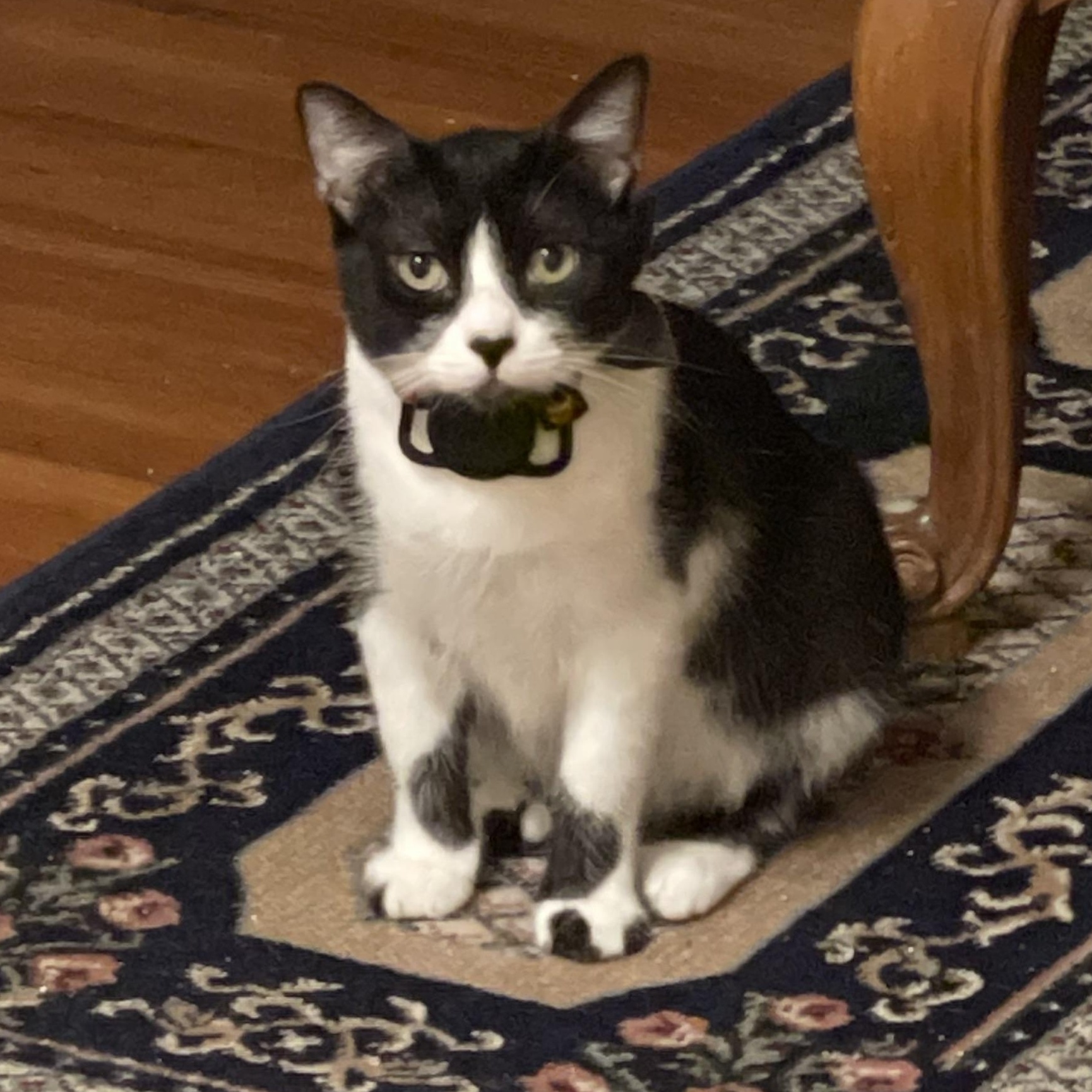 Enlarge Misty, a Adoptable Tuxedo in San Francisco, CA image 1/6
