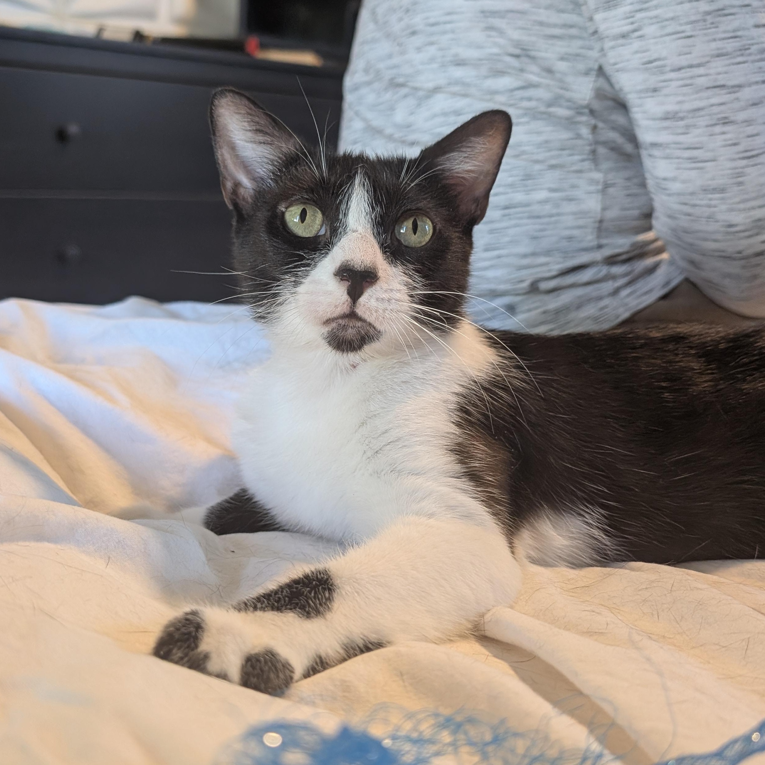 Enlarge Misty, a ADOPTABLE Tuxedo in San Francisco, CA image 1/4