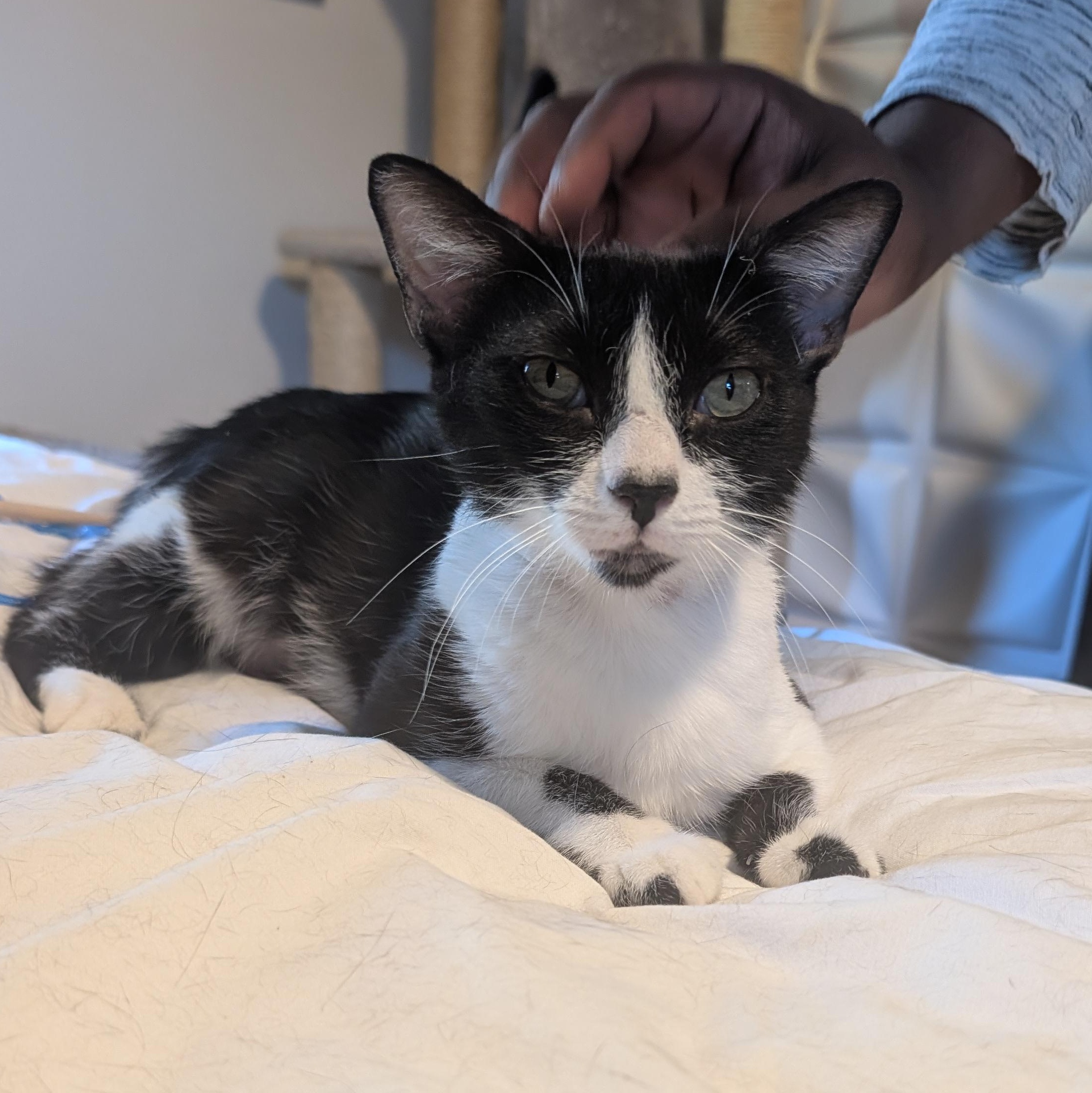Enlarge Misty, a ADOPTABLE Tuxedo in San Francisco, CA image 2/4