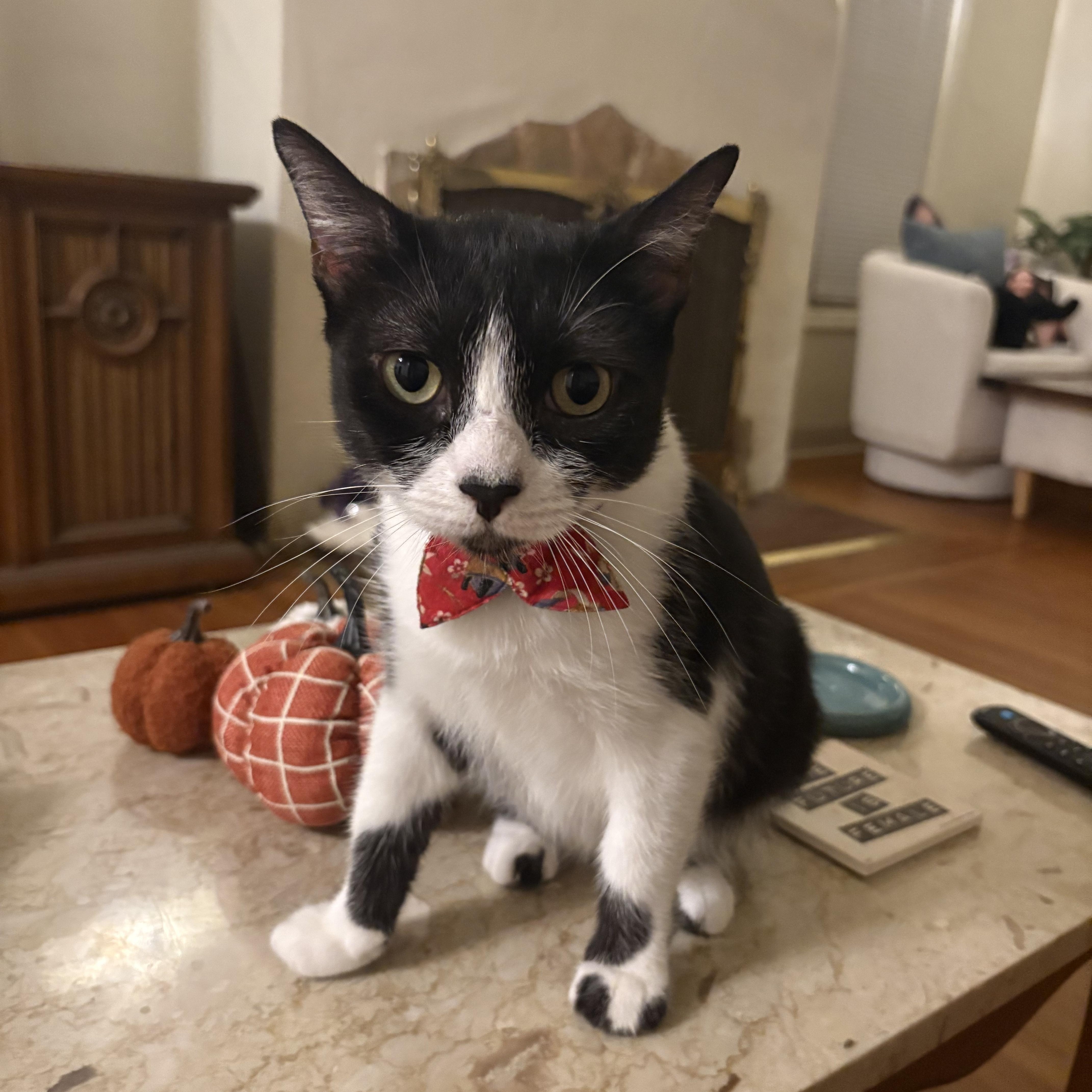 Enlarge Misty, a Adoptable Tuxedo in San Francisco, CA image 4/6