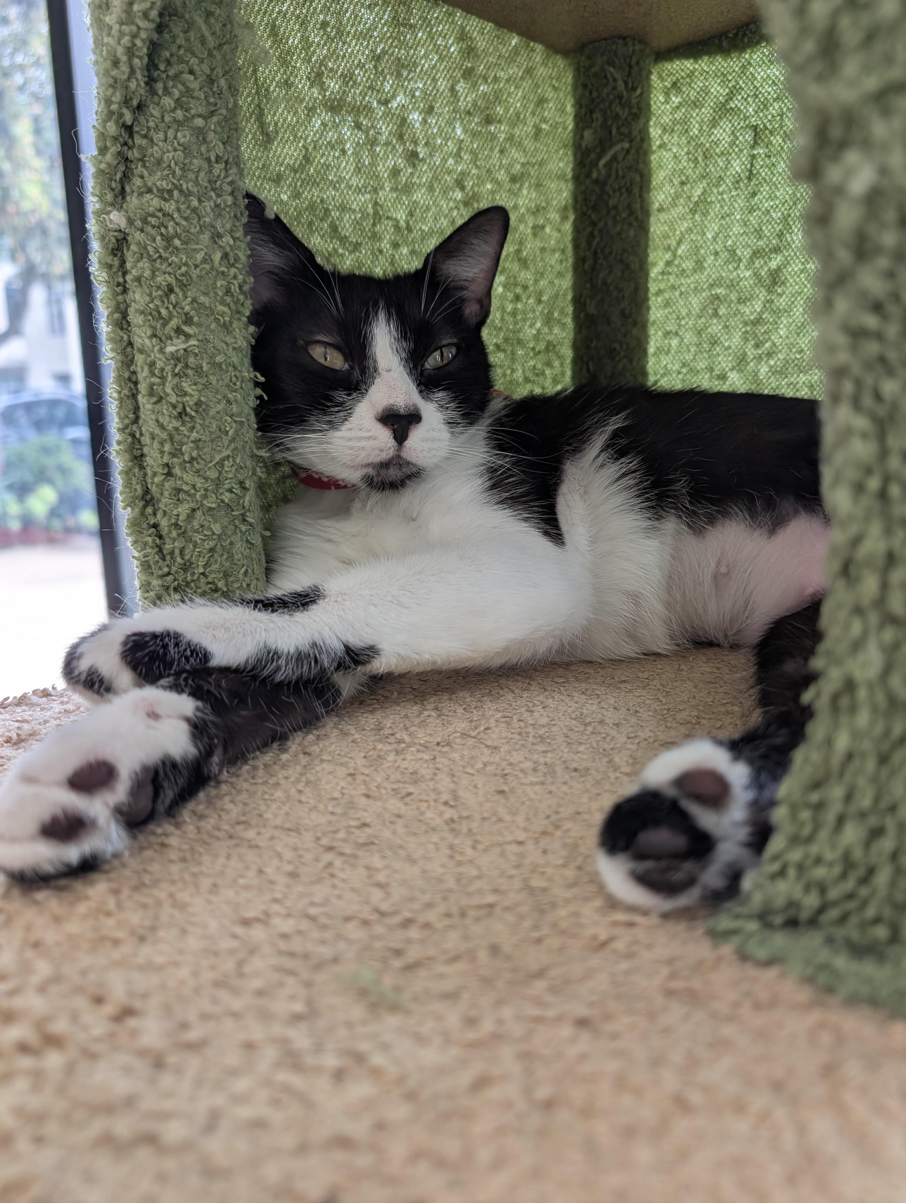 Enlarge Misty, a ADOPTABLE Tuxedo in San Francisco, CA image 4/4