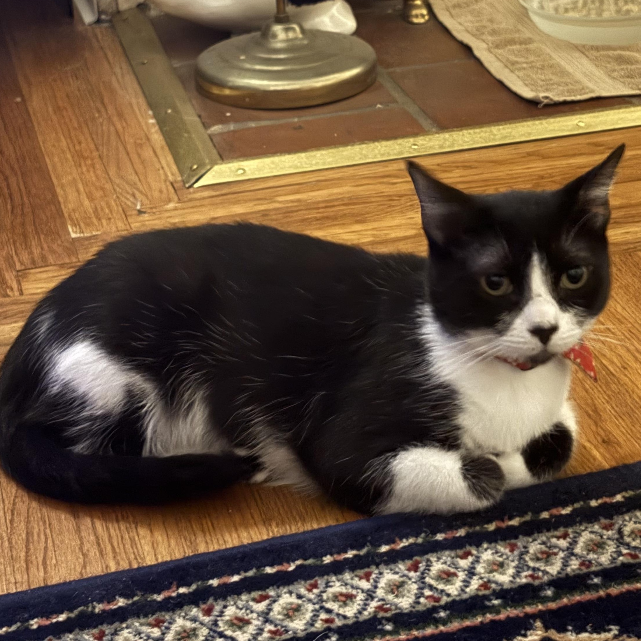 Enlarge Misty, a Adoptable Tuxedo in San Francisco, CA image 5/6