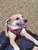 Mabel, adopted, Adult Female Labrador Retriever.