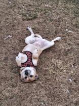 Enlarge Mabel, an adopted mixed breed in Dodgeville, WI image 2/2