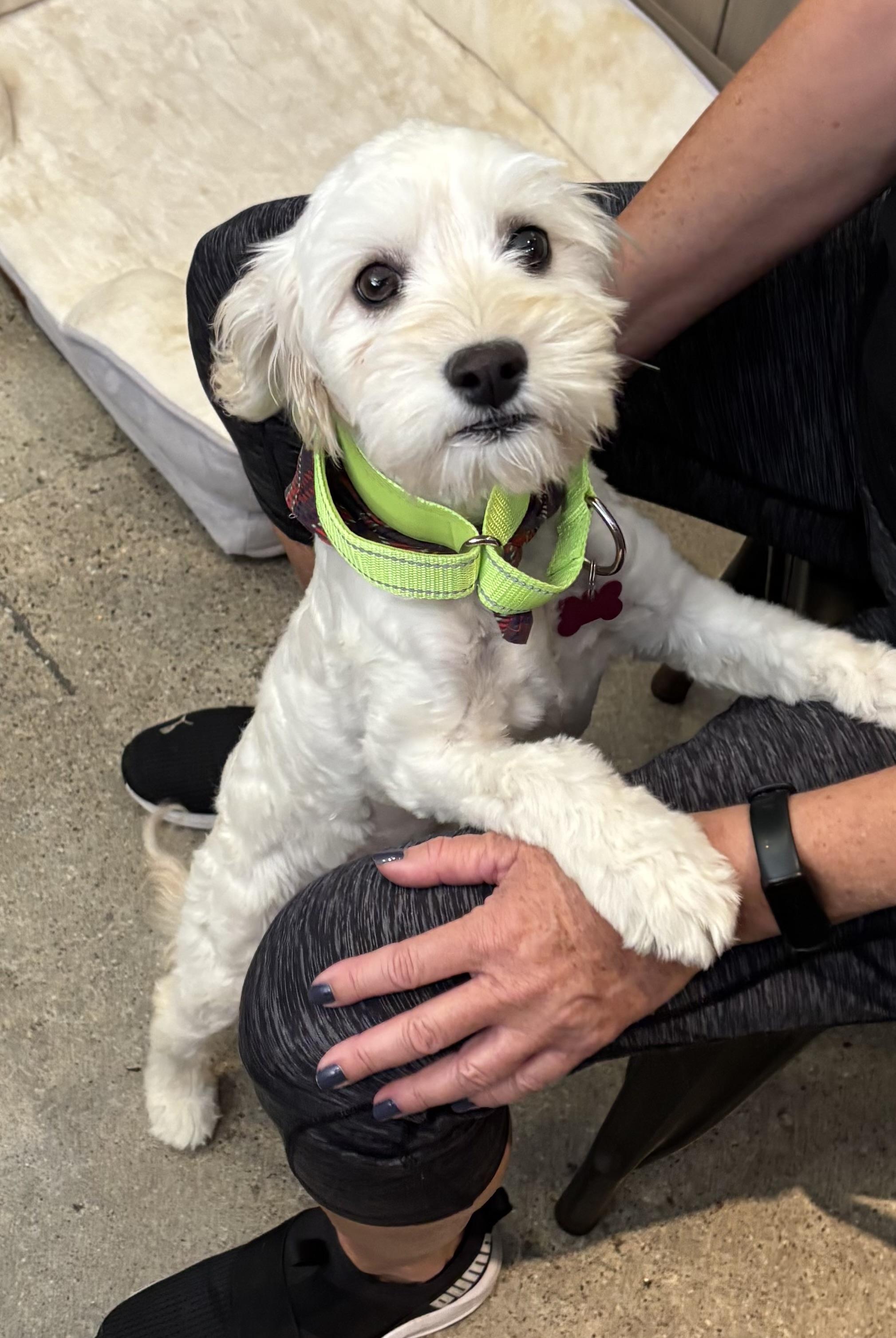 Enlarge Honey Pie, an adopted Maltipoo in Thousand Oaks, CA image 6/6