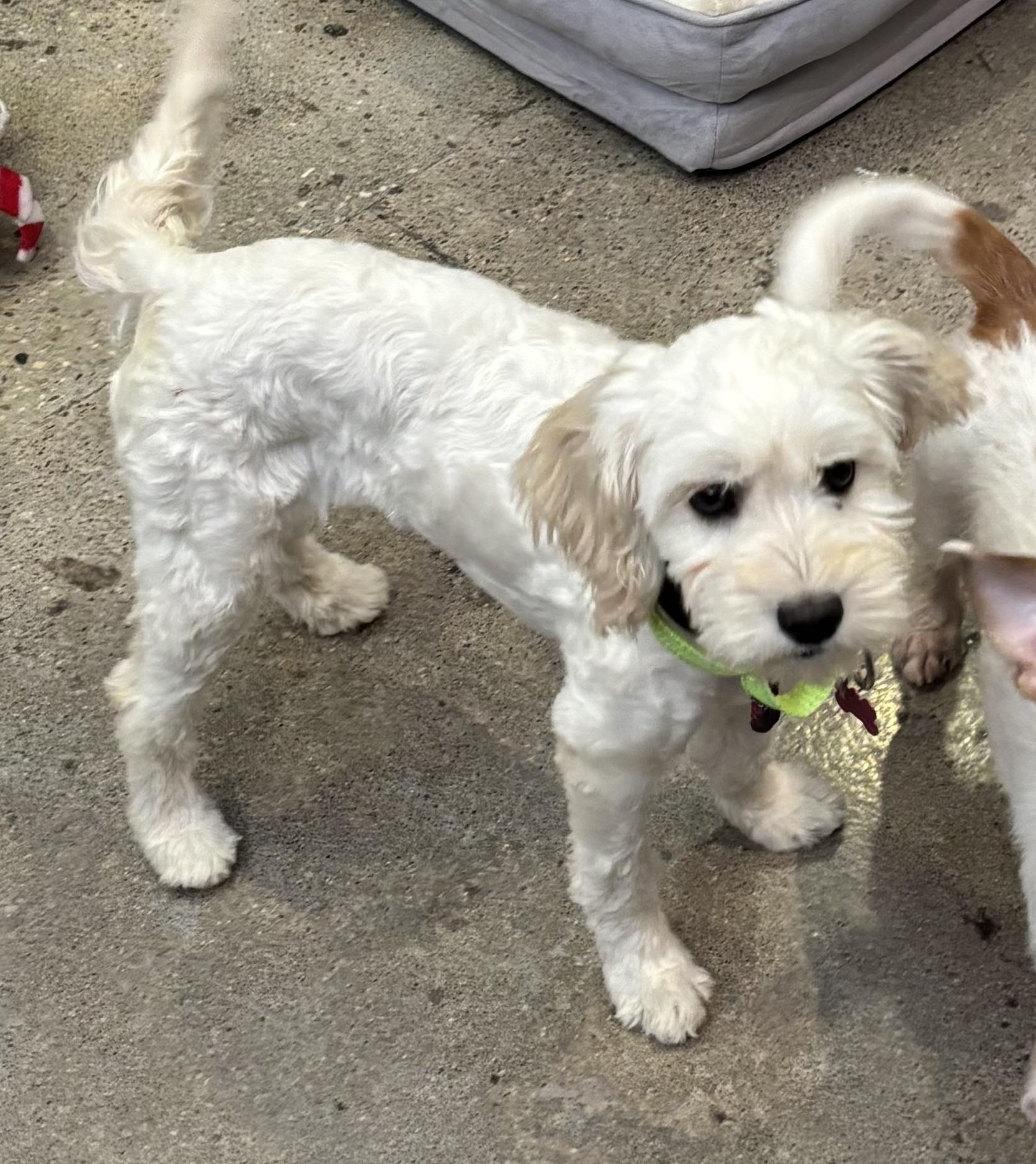Honey Pie, adopted, Puppy Female Maltipoo.