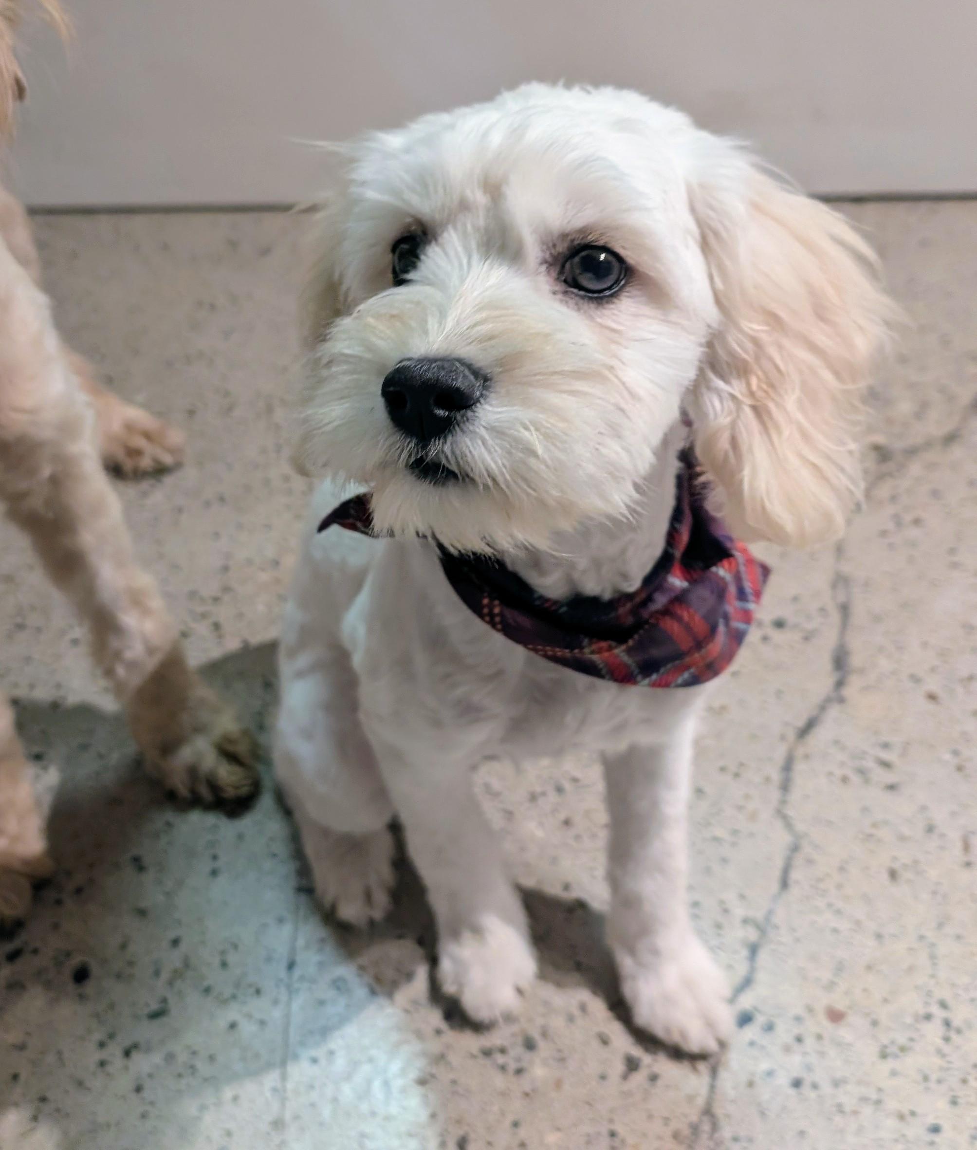 Enlarge Honey Pie, an adopted Maltipoo in Thousand Oaks, CA image 2/6