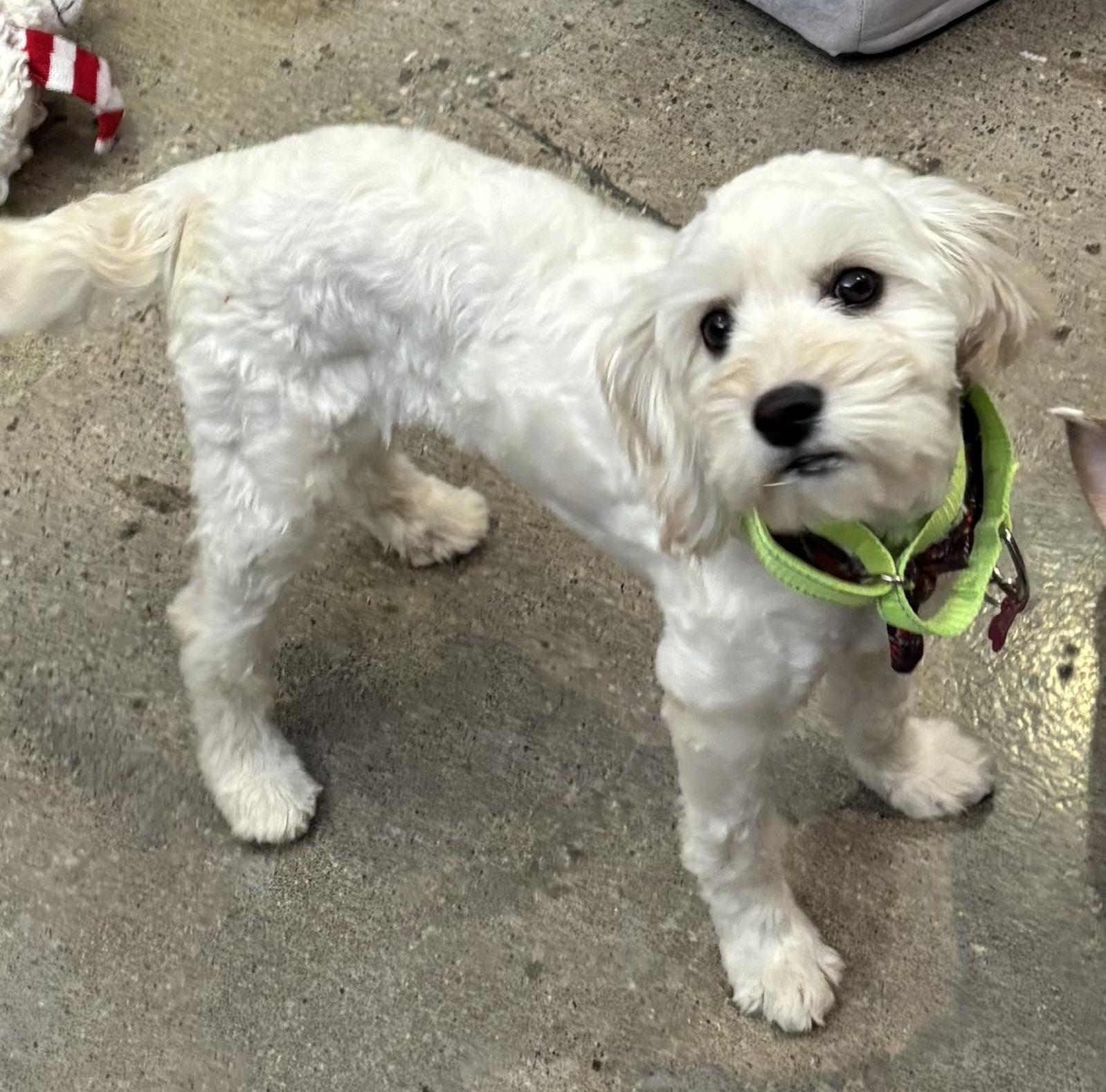 Enlarge Honey Pie, an adopted Maltipoo in Thousand Oaks, CA image 5/6